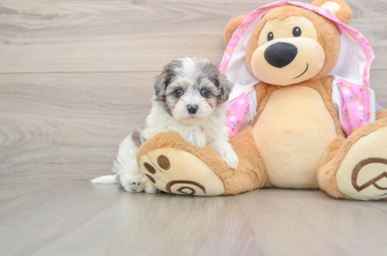 Funny Maltipoo Poodle Mix Pup