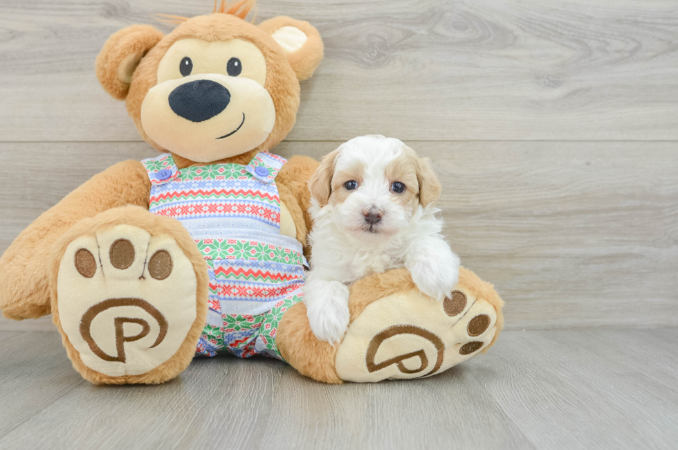 5 week old Maltipoo Puppy For Sale - Lone Star Pups