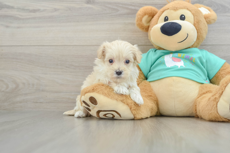 Meet Nolan - our Maltipoo Puppy Photo 1/3 - Lone Star Pups