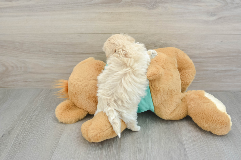 Meet Nolan - our Maltipoo Puppy Photo 2/3 - Lone Star Pups