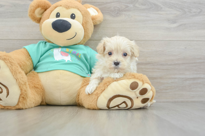 Meet Nolan - our Maltipoo Puppy Photo 3/3 - Lone Star Pups