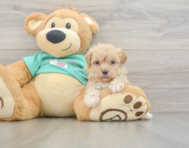 8 week old Maltipoo Puppy For Sale - Lone Star Pups