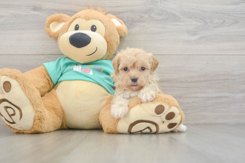 6 week old Maltipoo Puppy For Sale - Lone Star Pups