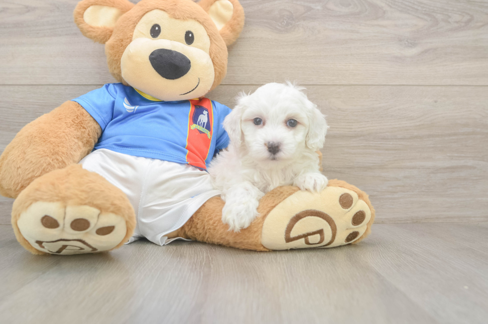 5 week old Maltipoo Puppy For Sale - Lone Star Pups