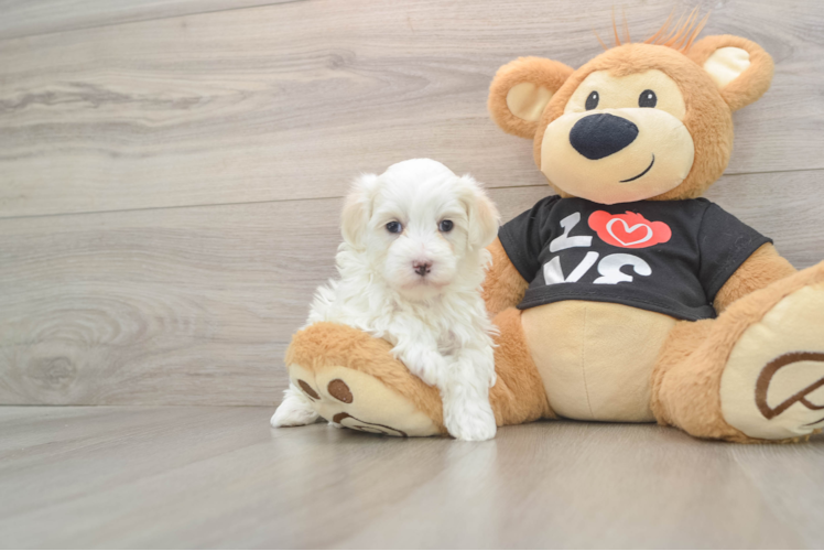 Maltipoo Pup Being Cute