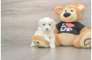 Maltipoo Pup Being Cute