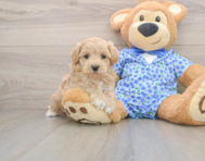 6 week old Maltipoo Puppy For Sale - Lone Star Pups