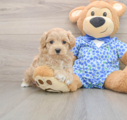 7 week old Maltipoo Puppy For Sale - Lone Star Pups