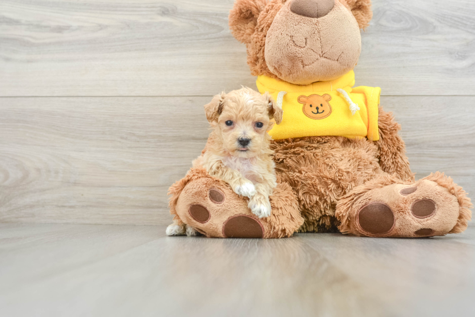 Friendly Maltipoo Baby