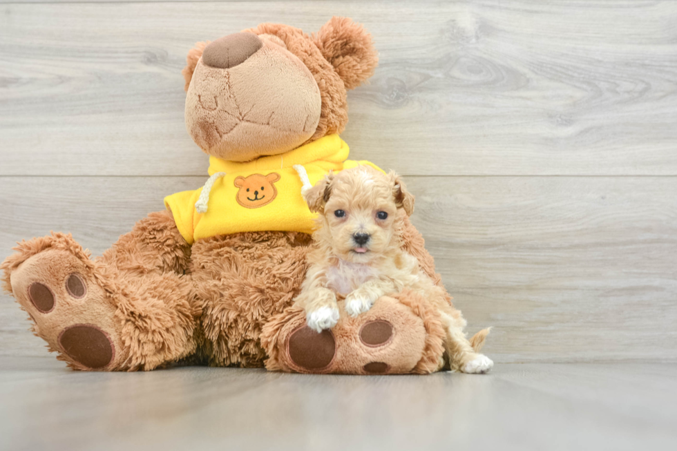 Fluffy Maltipoo Poodle Mix Pup