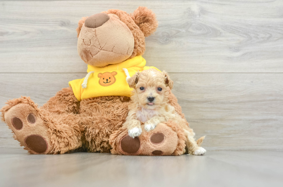 9 week old Maltipoo Puppy For Sale - Lone Star Pups