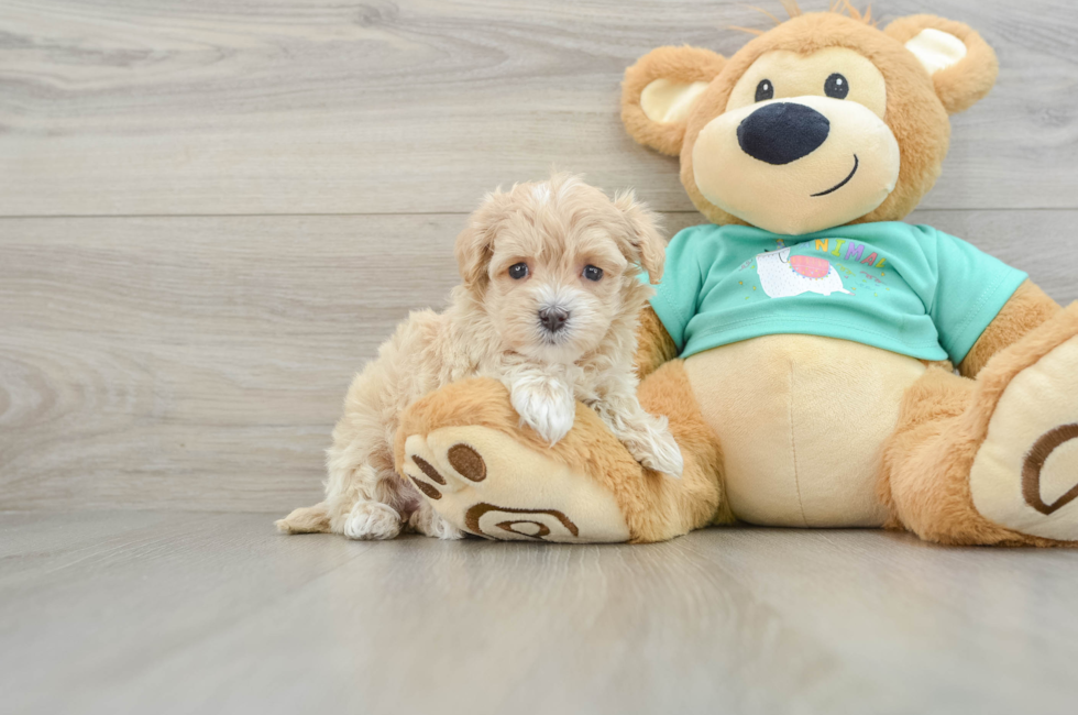 5 week old Maltipoo Puppy For Sale - Lone Star Pups