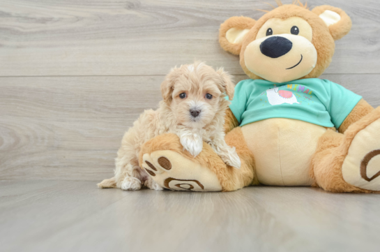 Maltipoo Pup Being Cute