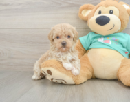 9 week old Maltipoo Puppy For Sale - Lone Star Pups