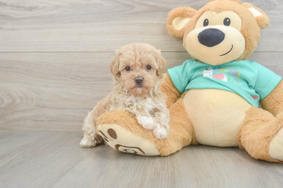 6 week old Maltipoo Puppy For Sale - Lone Star Pups