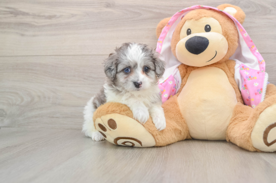 Maltipoo Puppy for Adoption