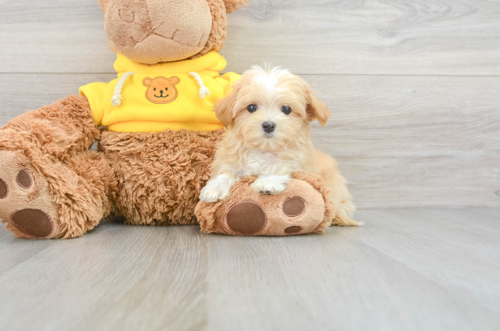 9 week old Maltipoo Puppy For Sale - Lone Star Pups