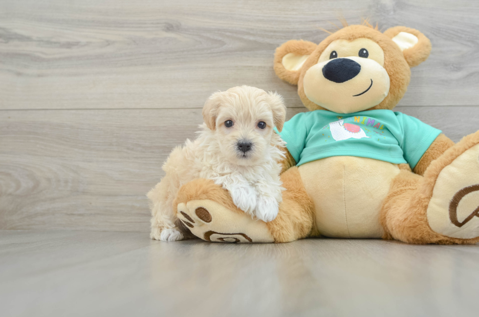 5 week old Maltipoo Puppy For Sale - Lone Star Pups