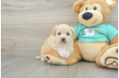 Playful Maltese Poodle Poodle Mix Puppy