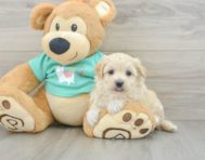 8 week old Maltipoo Puppy For Sale - Lone Star Pups