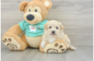 Sweet Maltipoo Baby
