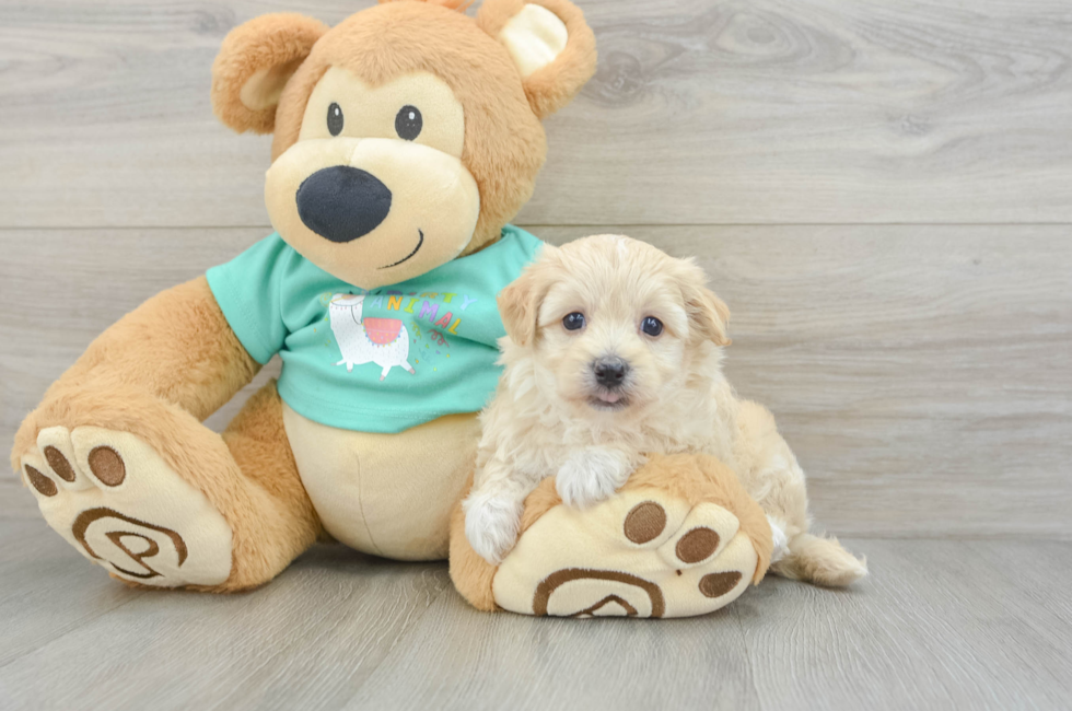 6 week old Maltipoo Puppy For Sale - Lone Star Pups