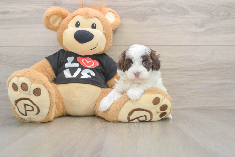 Maltipoo Pup Being Cute