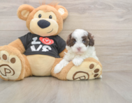 7 week old Maltipoo Puppy For Sale - Lone Star Pups