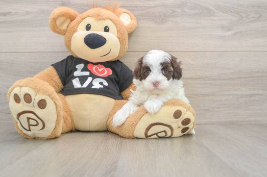 Maltipoo Pup Being Cute