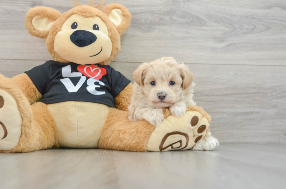 8 week old Maltipoo Puppy For Sale - Lone Star Pups