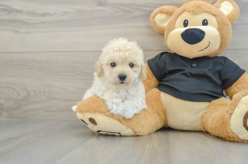 6 week old Maltipoo Puppy For Sale - Lone Star Pups