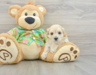 7 week old Maltipoo Puppy For Sale - Lone Star Pups