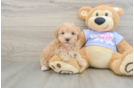 Maltipoo Pup Being Cute