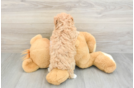 Popular Maltipoo Poodle Mix Pup