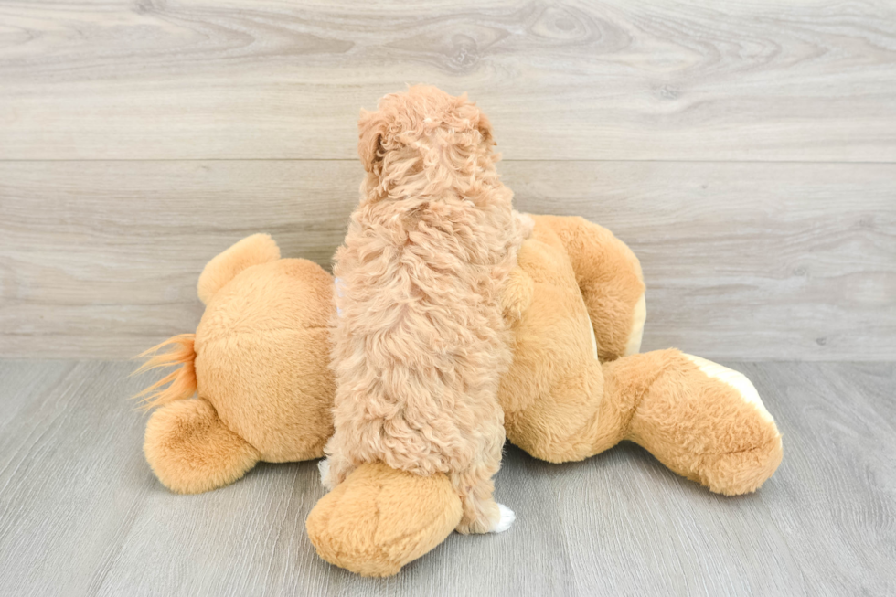 Popular Maltipoo Poodle Mix Pup