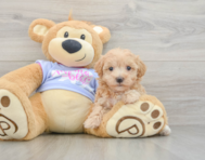8 week old Maltipoo Puppy For Sale - Lone Star Pups