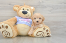 Small Maltipoo Baby
