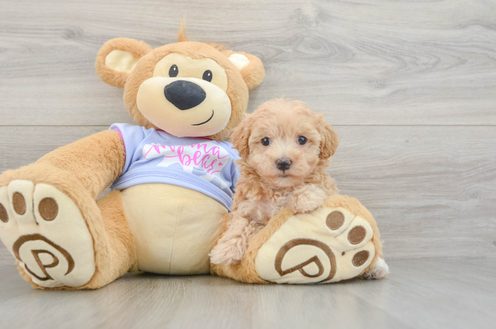 5 week old Maltipoo Puppy For Sale - Lone Star Pups