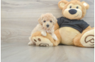 Maltipoo Pup Being Cute