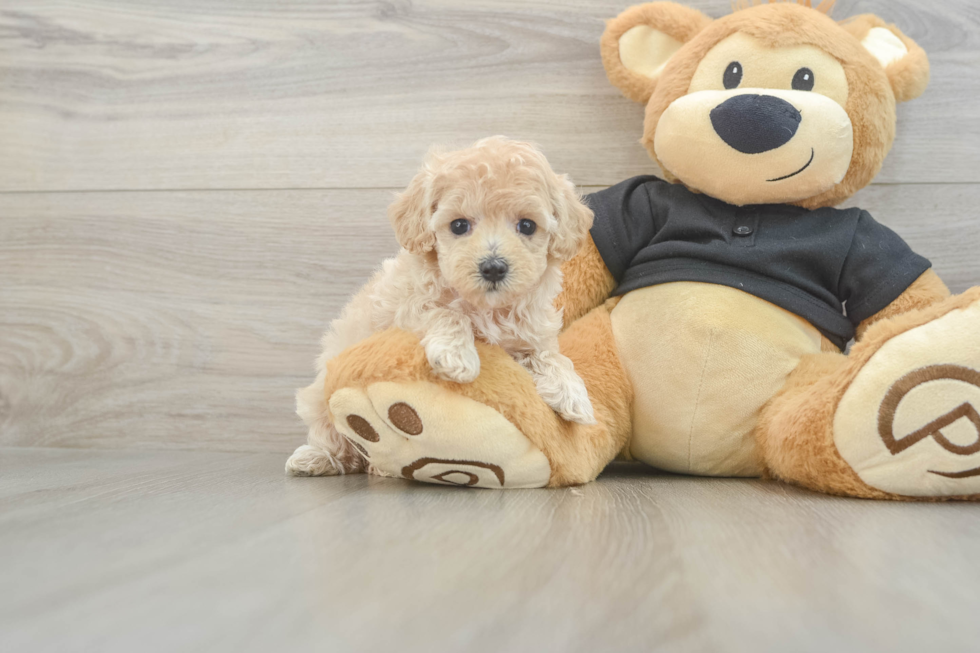 Maltipoo Pup Being Cute