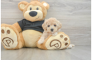 Maltipoo Puppy for Adoption