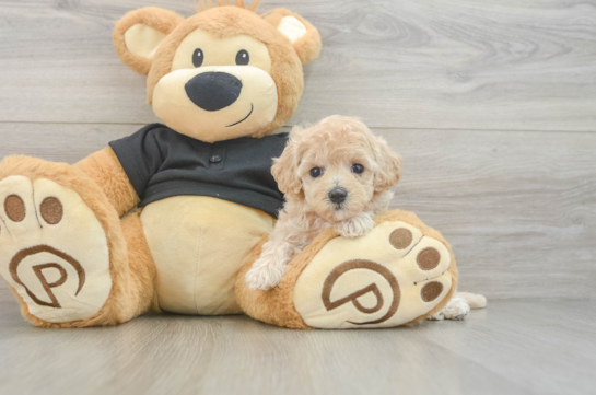 Maltipoo Puppy for Adoption