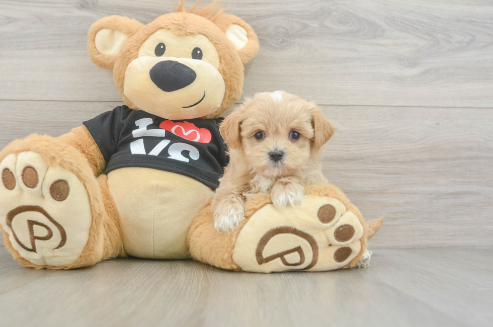 5 week old Maltipoo Puppy For Sale - Lone Star Pups