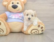 8 week old Maltipoo Puppy For Sale - Lone Star Pups