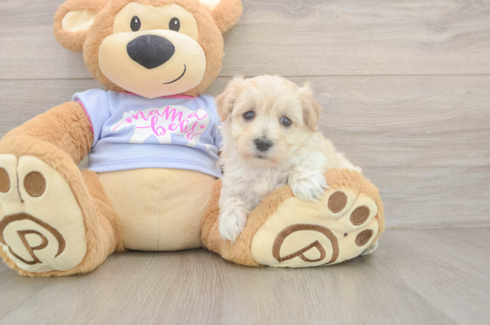 5 week old Maltipoo Puppy For Sale - Lone Star Pups