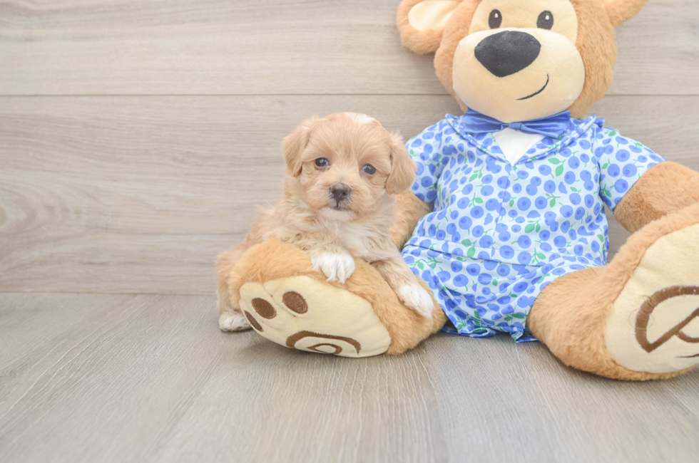 5 week old Maltipoo Puppy For Sale - Lone Star Pups