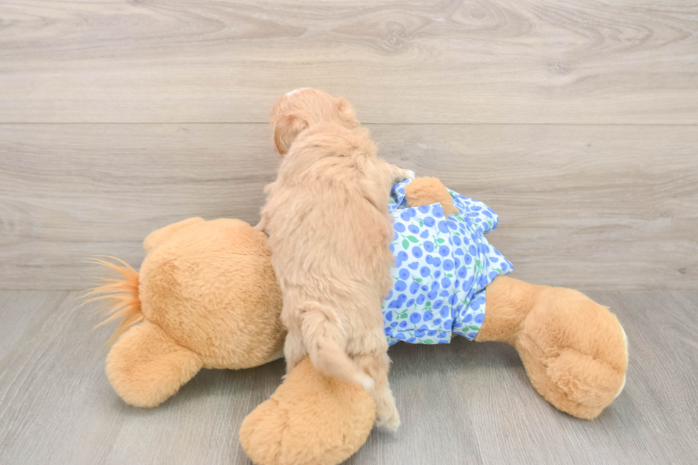 Maltipoo Pup Being Cute