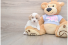 Maltipoo Puppy for Adoption