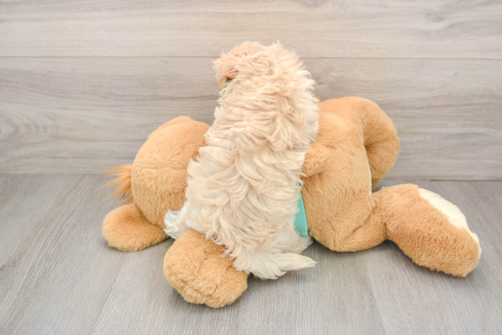 Petite Maltipoo Poodle Mix Pup