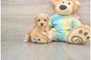 Sweet Maltipoo Baby
